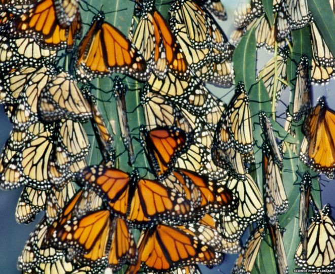 Бабочки-монархи зимуют в Калифорнии