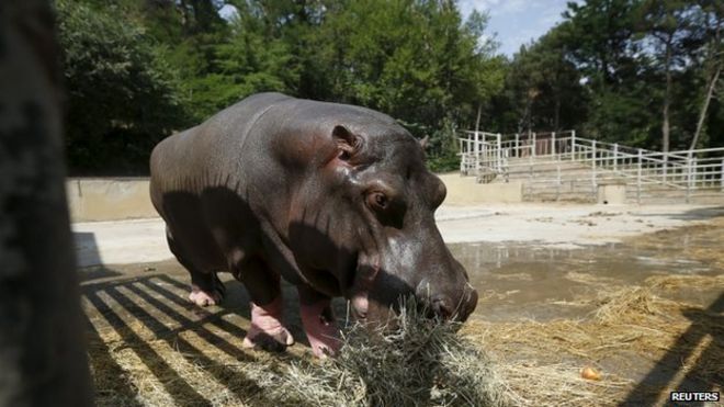Беги, бегемот, сбежавший из зоопарка в воскресенье, был замечен в зоопарке в Тбилиси, Грузия, 15 июня 2015 года.