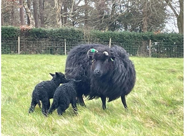 Hebridean sheep with lambs at Ashdown