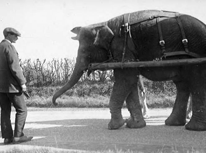 Menagerie elephant pulling a wagon
