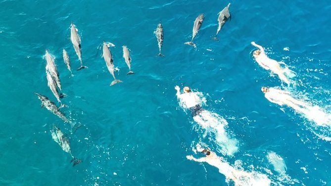 Aerial photo of a group of swimmers swimming towards a pod of dolphins