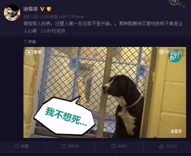 How a dog made Chinese netizens share the pain of rejection - BBC News