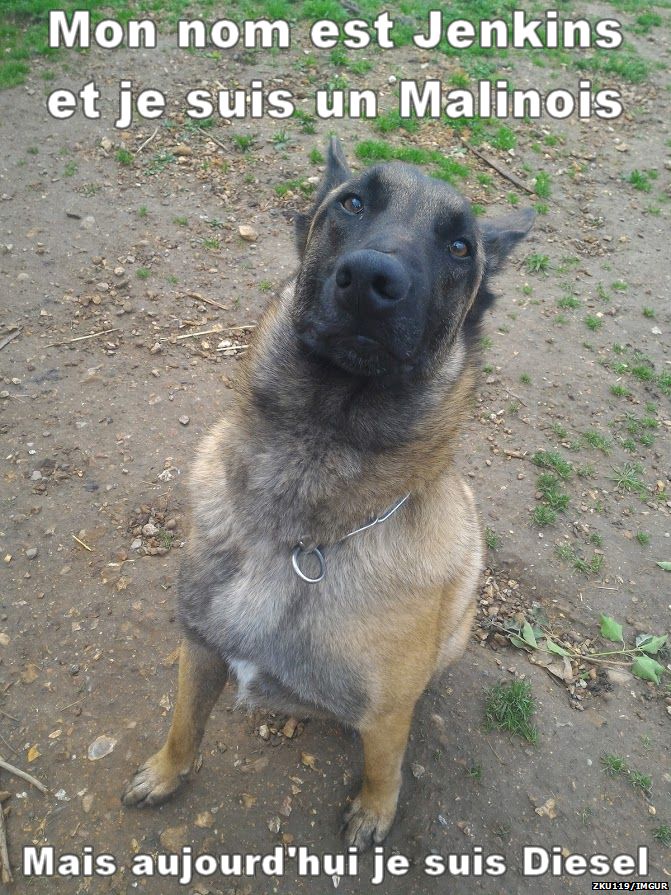 Picture of dog with caption that says "Today I am Diesel"