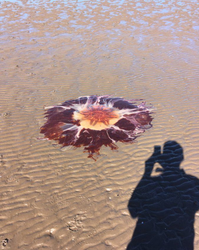 jellyfish on Prestwick beach