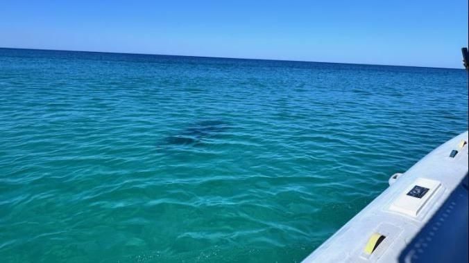 A picture of a hammerhead shark spotted from the side of a boat by the sheriff's office