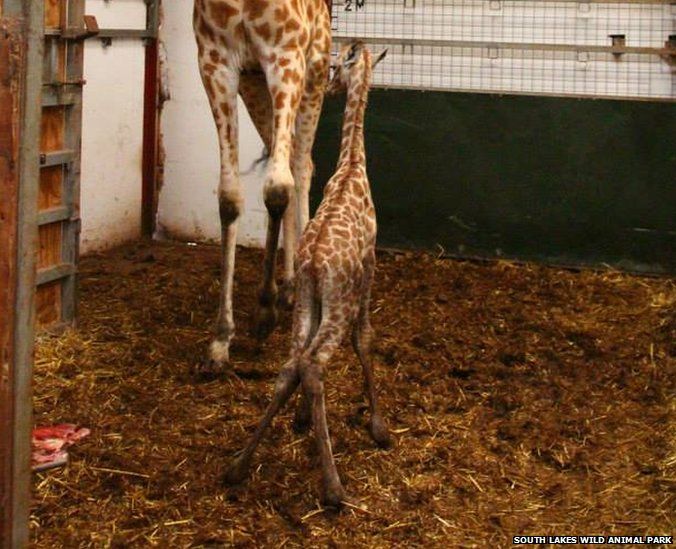 Rare baby giraffe born at zoo in Cumbria - BBC Newsround