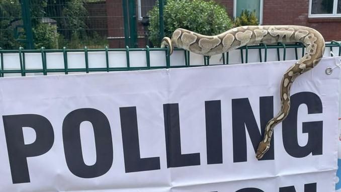 A snake is seen slithering across a sign that reads 'polling station' in Dorset, England.