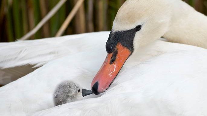 The first cygnet of 2014 to arrive at Abbotsbury Swannery, with its mother