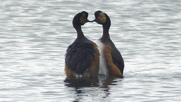 Two Black Necked Grebe's on water 