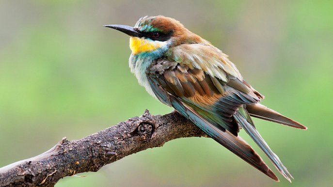 Common European Bee-eater (file picture)