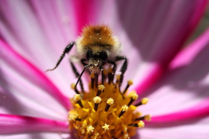چشمان درخشان: زنبور‌ها جذب رنگ فرا‌بنفشی به نام "بنفش زنبوری" می‌شوند