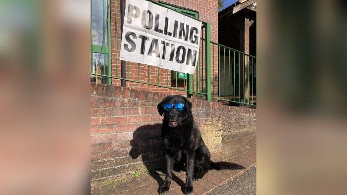 Bert a black Labrador at a polling station in the new forest, he is wearing sunglasses and is sat beneath a railing which has a sign attached saying "polling station"
