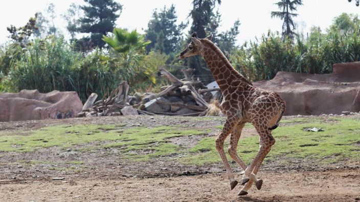 Baby Male Giraffe Born in Santiago Zoo in Chile