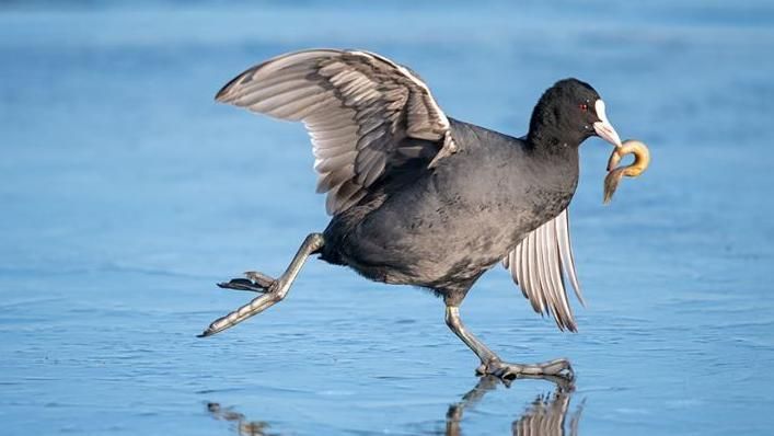 A coot on ice