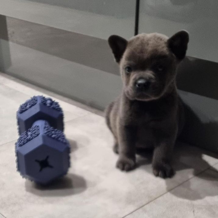 Puppy Teddy next to a chew toy