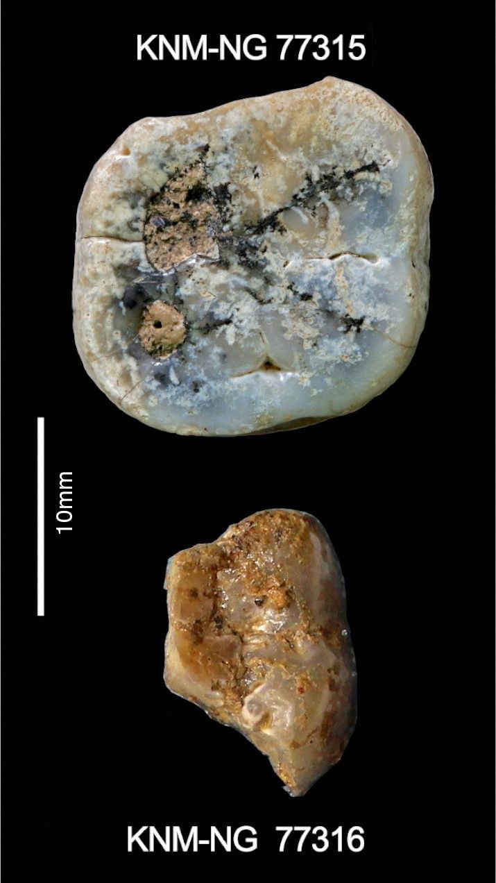 На недатированном раздаточном изображении показаны коренные зубы гоминидов рода Paranthropus — двоюродного брата рода Homo, — которые были обнаружены на стоянке Ньяянга в Кении. Левый верхний моляр (вверху) был обнаружен на поверхности участка, а левый нижний моляр (внизу) раскопан