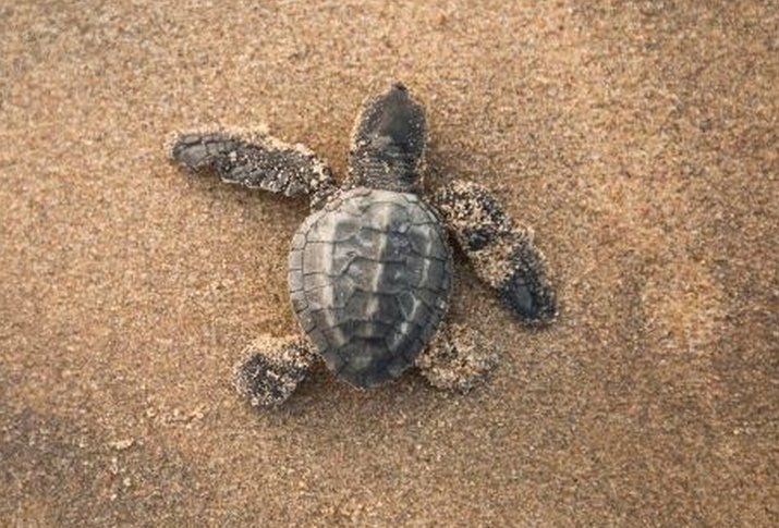 An Olive Ridley hatchling makes it way to the sea