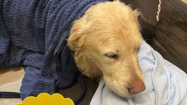 The retriever in blankets after the rescue 