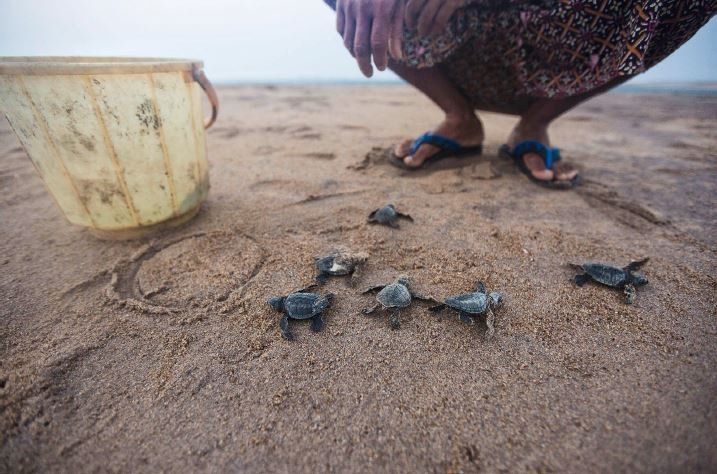 A local guard releases hatchlings from a hatching nursery