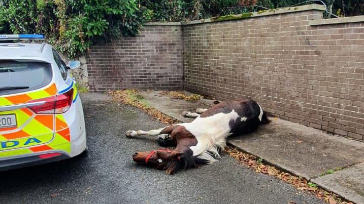 Woody was found collapsed on a kerb by Gardaí (Irish police) last year