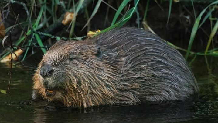 Beaver on the banks of the River Tay, Perthshire, Scotland.