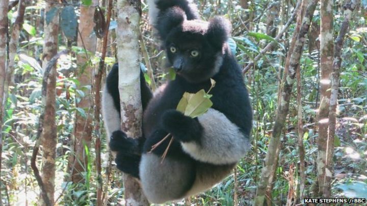 Indri Lemur Diet