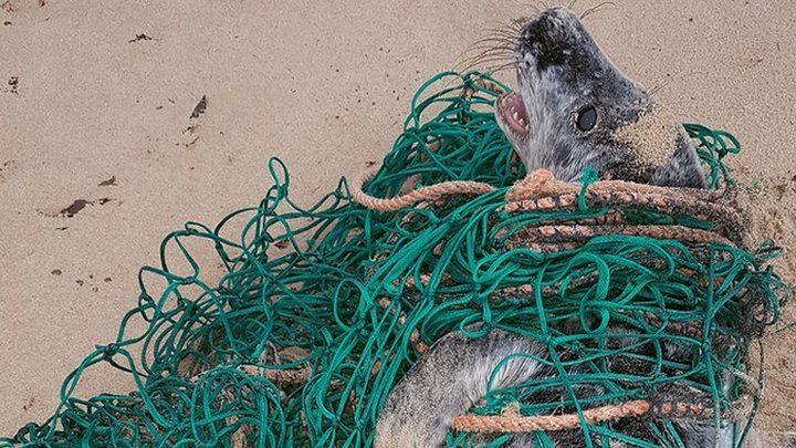 Seal pup in net