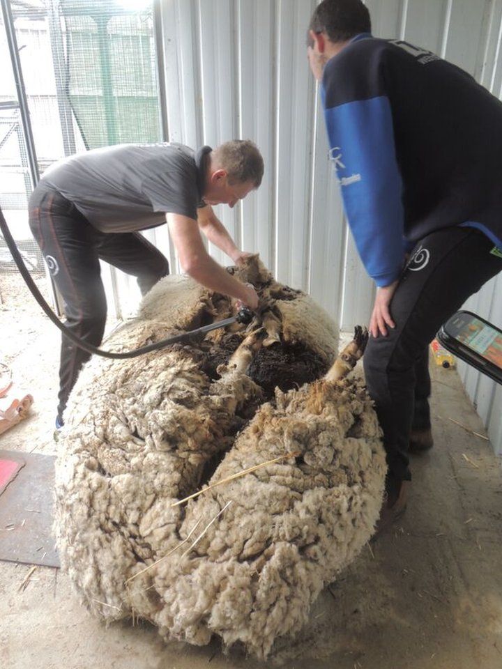 Chris the sheep on his back as Australian shearers remove wool which has apparently broken a world record