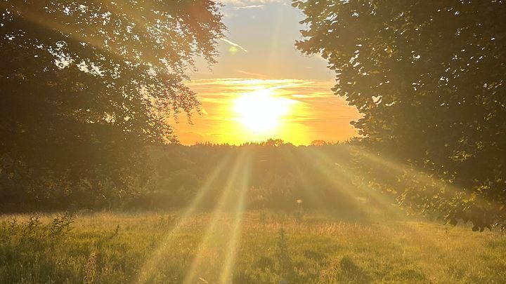Sunsetting between a field and trees