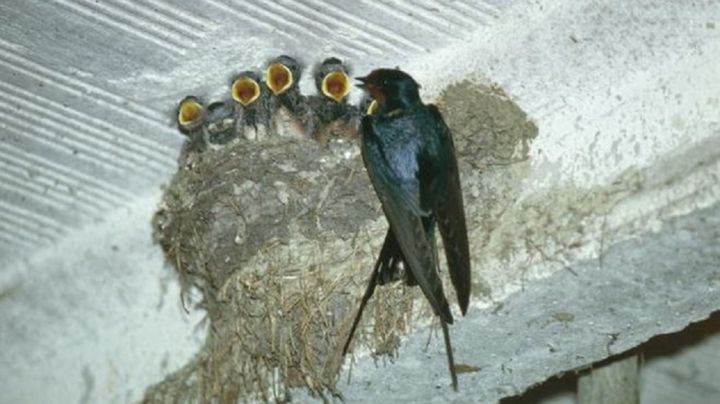 Ada Keluarga Burung Walet Bersarang Di Atap Rumah Tua Gagal
