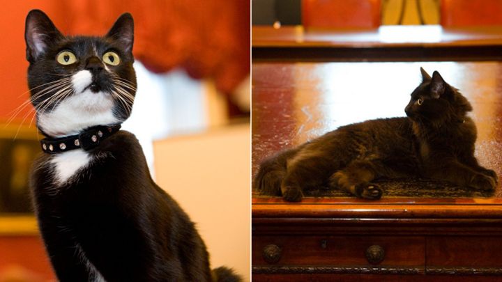cabinet office cats evie and ossie join whitehall mousers - bbc news cabinet office cats evie and ossie join whitehall mousers - bbc news