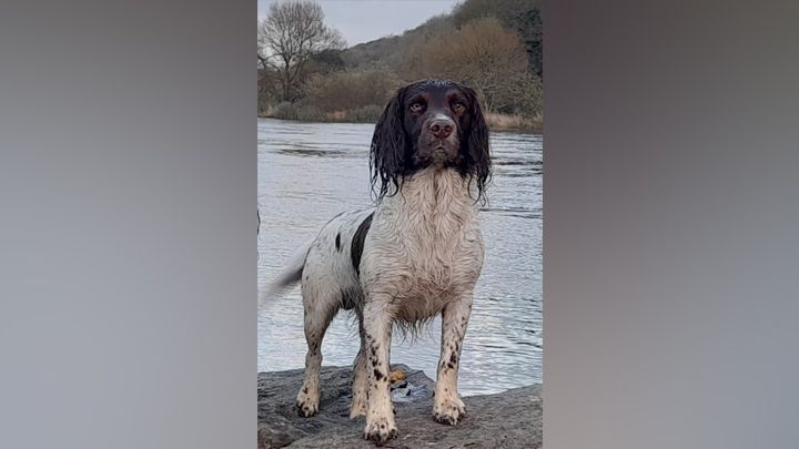 West best sale springer spaniel