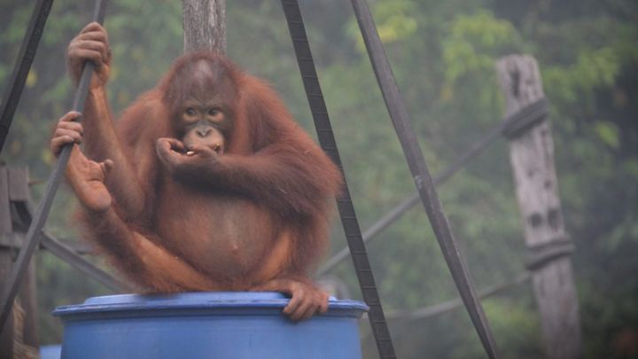 Kebakaran Hutan Meluas Orang Utan Terserang Ispa