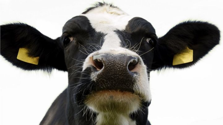 Essays on pro-killing cows