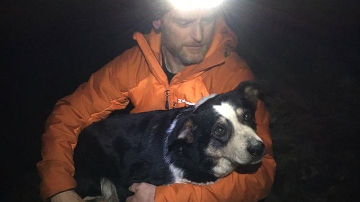 Rescued collie