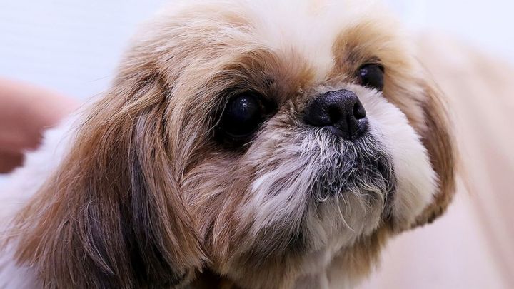 Healthy Dog Put Down To Be Buried With Owner In Virginia Us Bbc