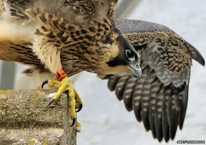 Norwich Cathedral Peregrine Falcons Watching The Watchers