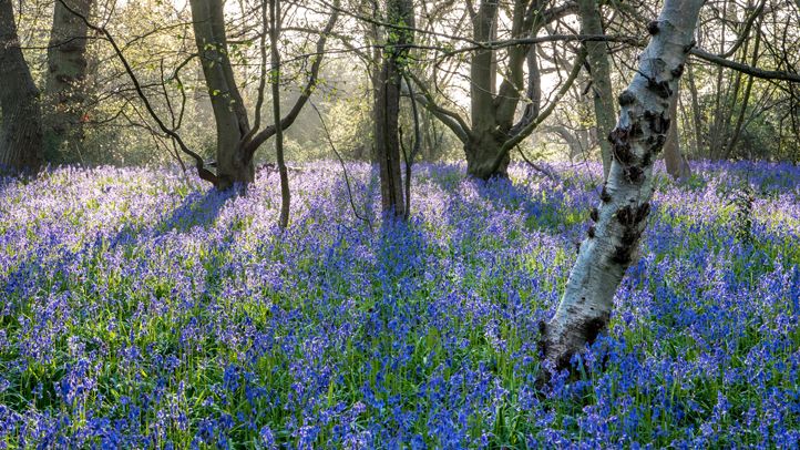 Old Park Wood, Harefield