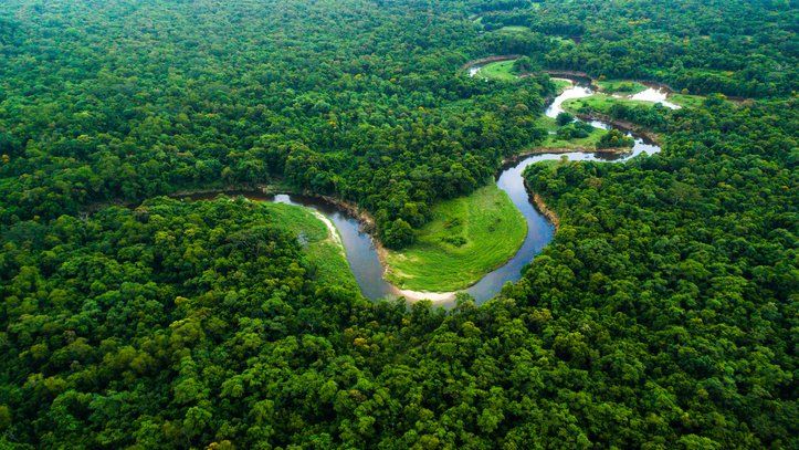 The Amazon rainforest