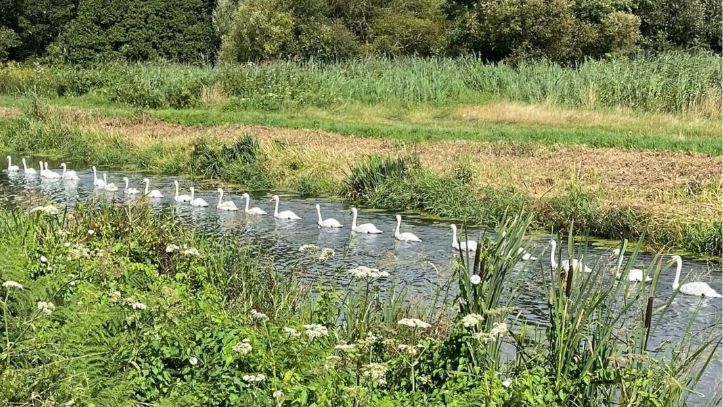 22 swans swimming in a line on a stream on the Somerset Levels