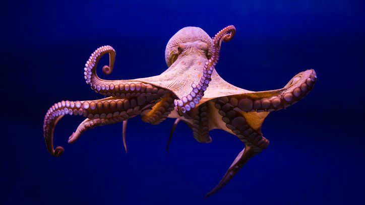 Can octopuses throw things at each other? - BBC Newsround