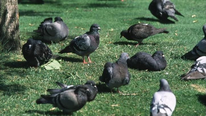 Black and grey pigeons on grass