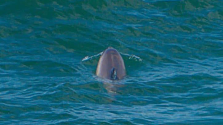 A bottlenose dolphin off the West Somerset coast. Its tail is visible as it dives into a blue-green sea