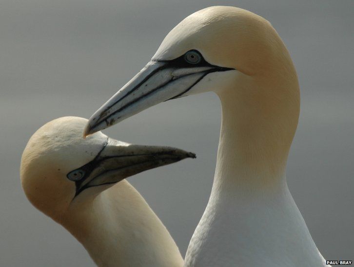 Your pictures: Listening - BBC News