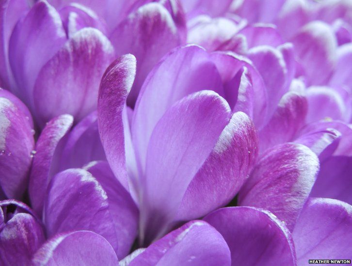Purple spring crocuses