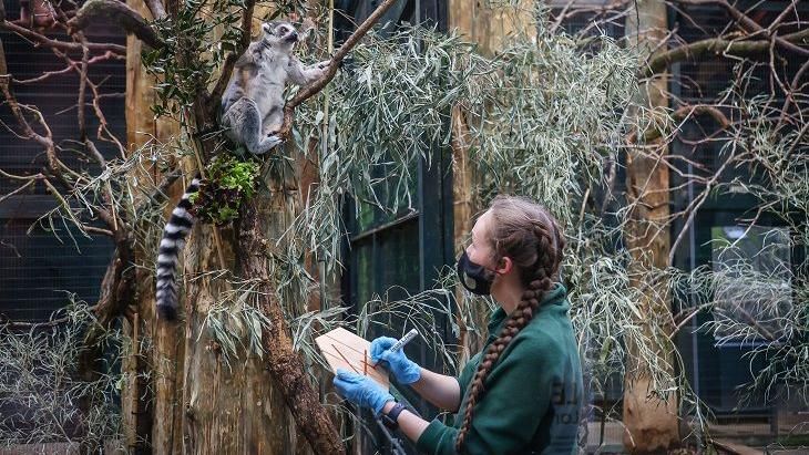 A member of staff with a lemur