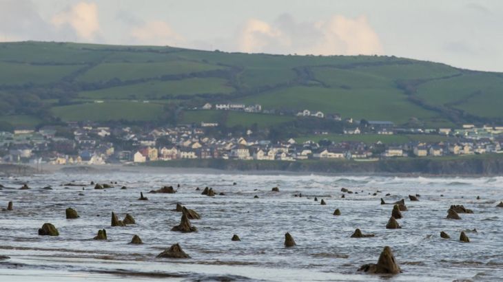 Exposed tree stumps of Borth's underwater forest
