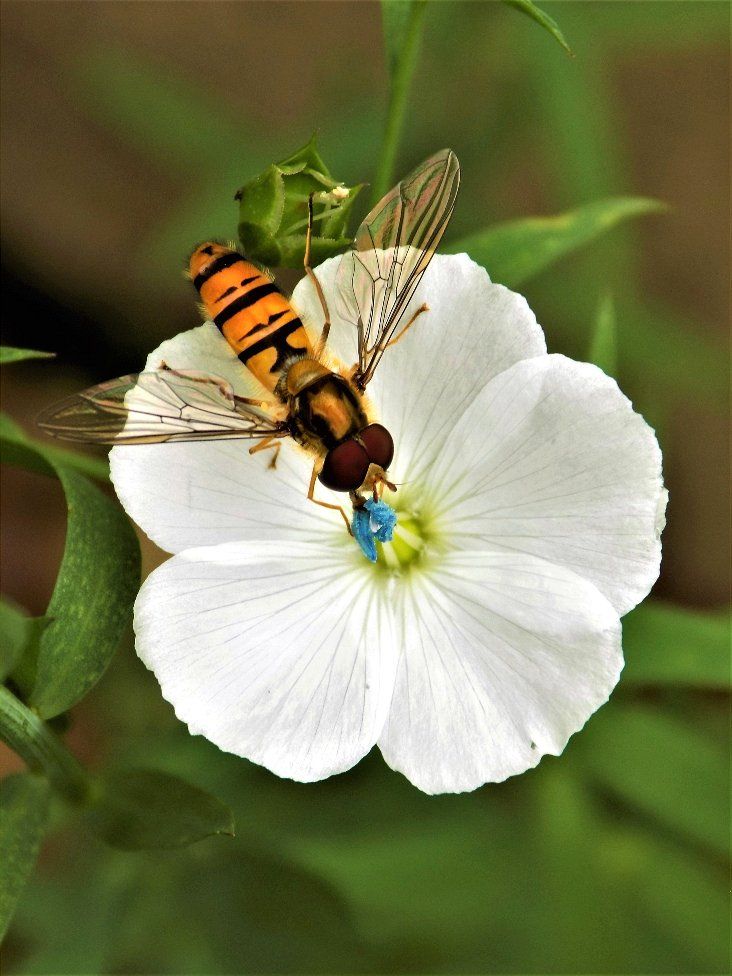 Photobomber hoverfly