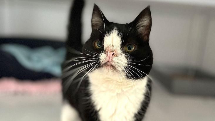 Hugo, a cat born with a facial deformity