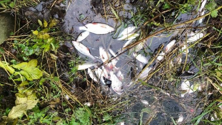 Dead fish at Ferry Meadows 